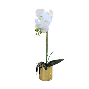 Orquídea con maceta Butterfly