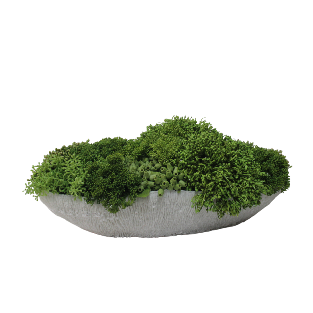 Suculentas en Jarrón