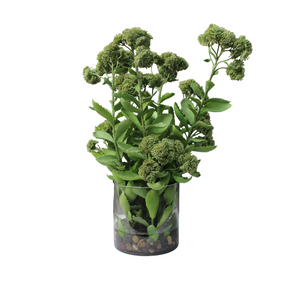 Suculentas en Jarrón