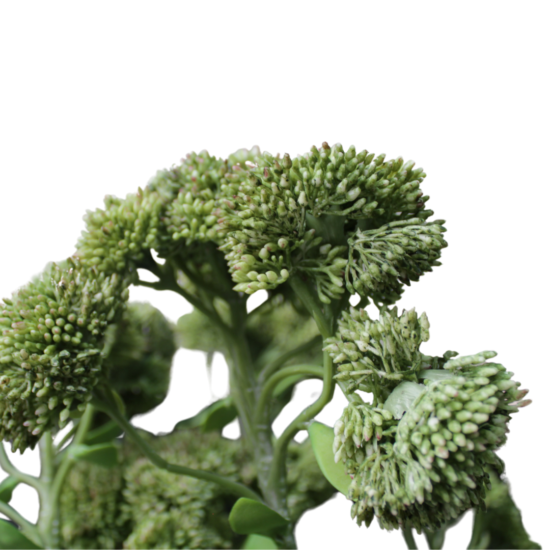 Suculentas en Jarrón