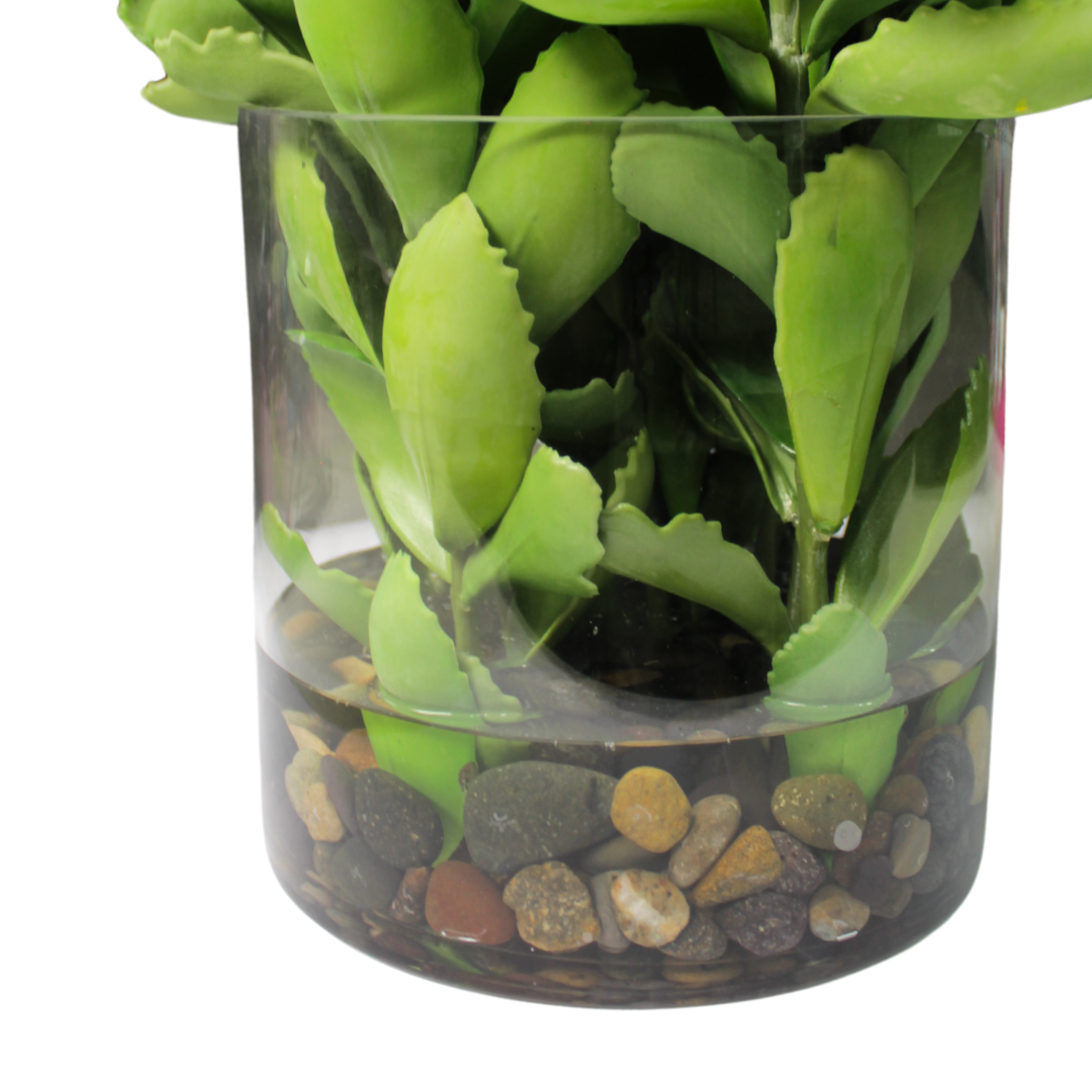 Suculentas en Jarrón