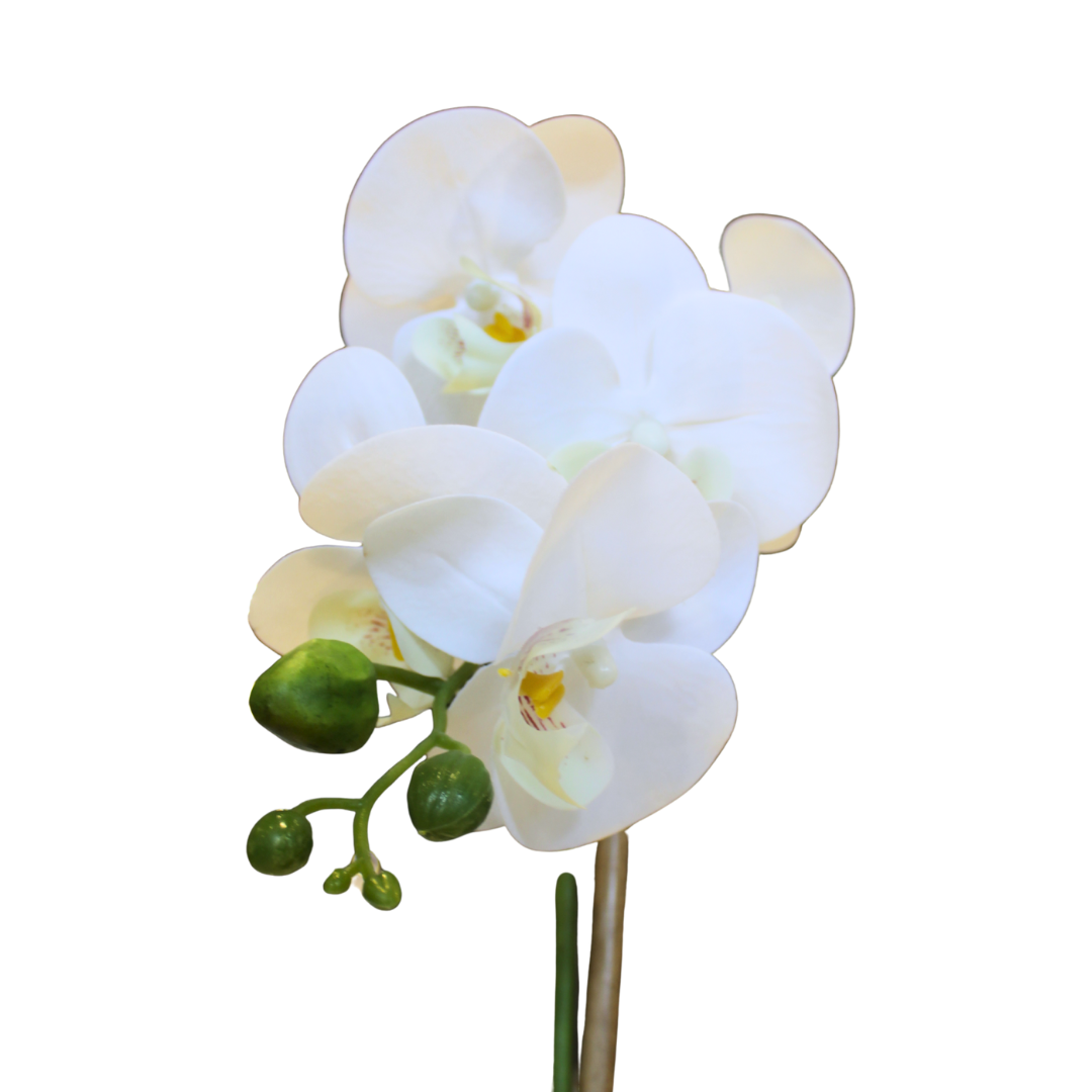 Orquídea con maceta Butterfly