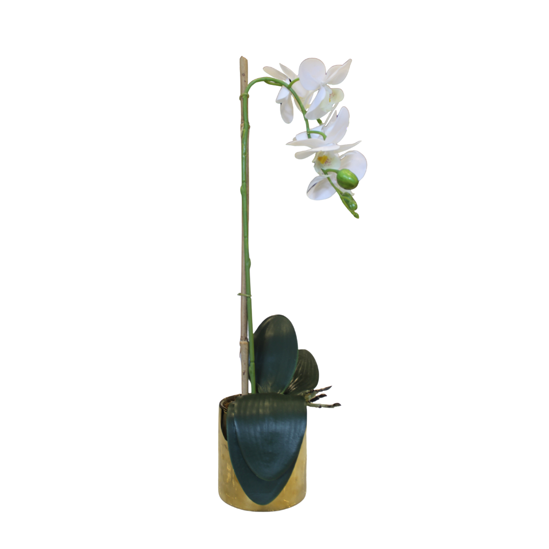 Orquídea con maceta Butterfly